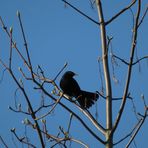 Amsel in Vorbereitung ... 