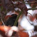 Amsel in Zierkirsche