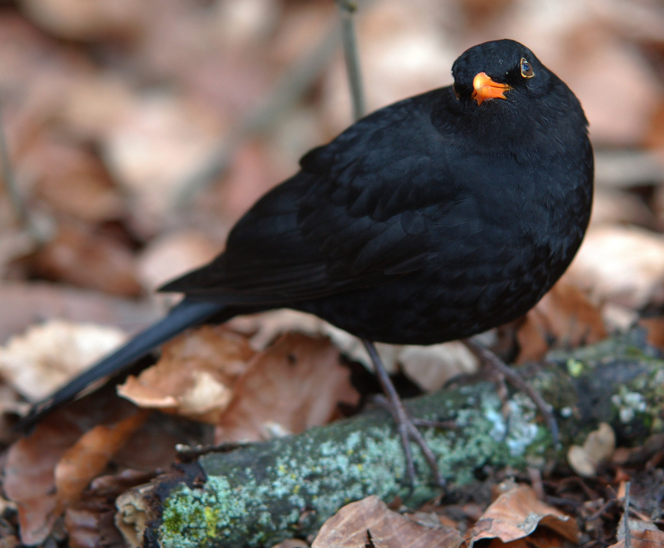 Amsel ist wieder da