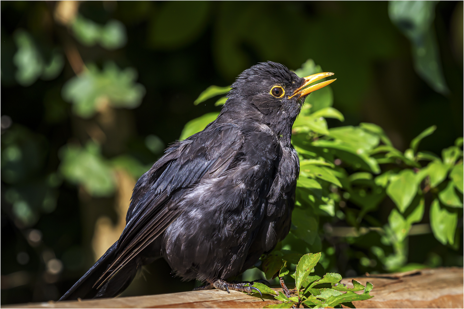 Amsel jun.