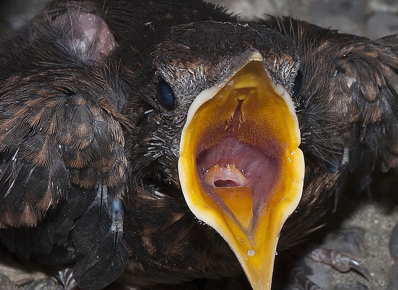 Amsel-Junges schreit nach Futter