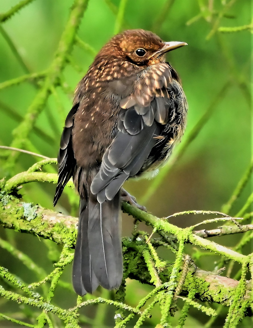 Amsel- Junges...1