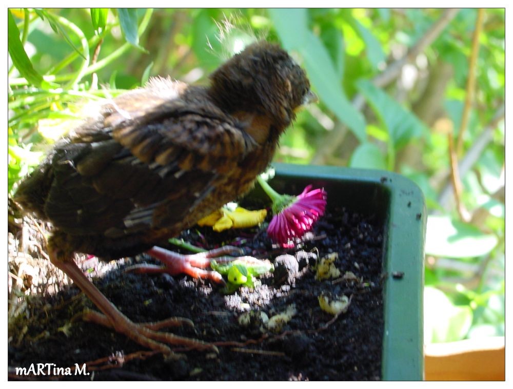 Amsel-Jungspund