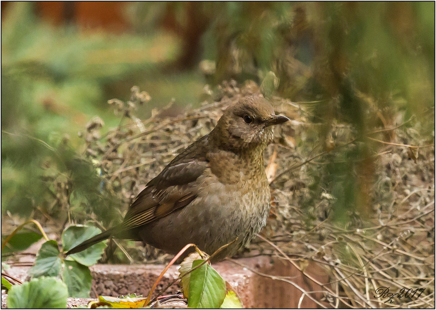 Amsel - Jungvogel