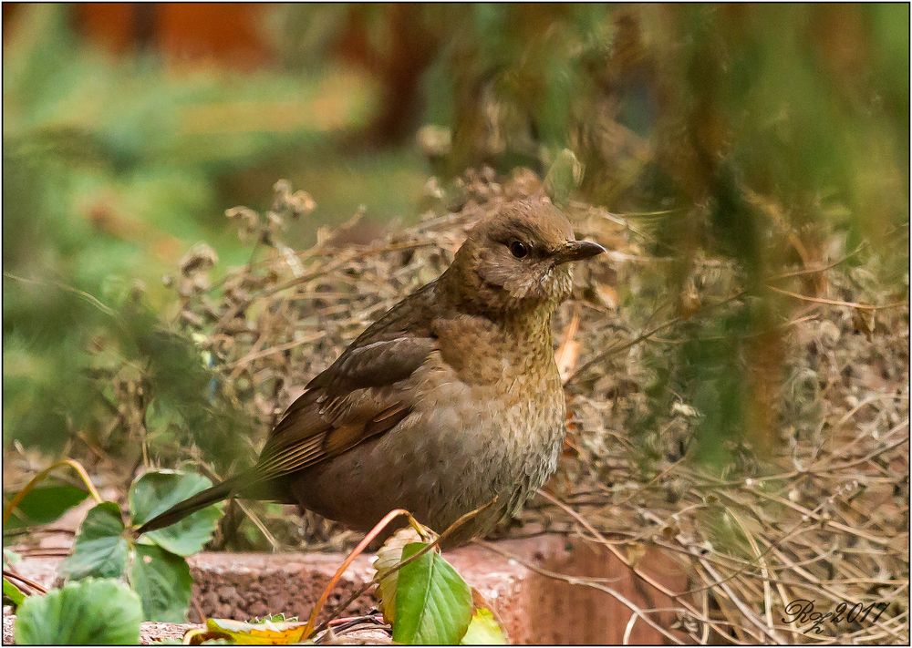 Amsel - Jungvogel