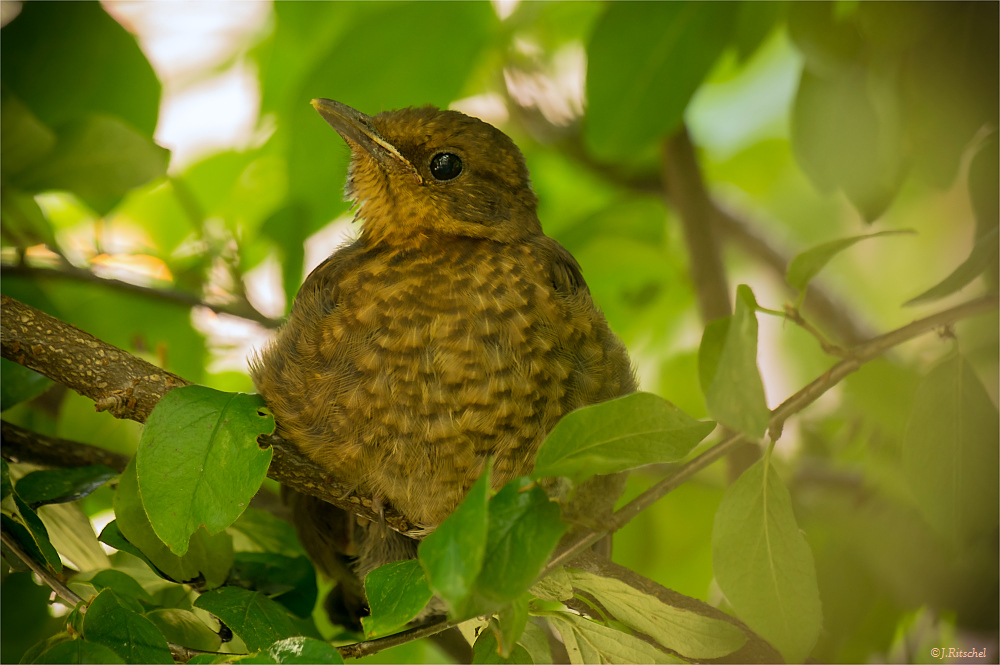 Amsel Jungvogel