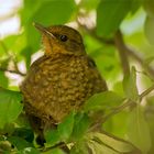 Amsel Jungvogel