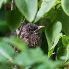 Amsel Jungvogel