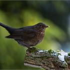 Amsel - Jungvogel