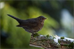 Amsel - Jungvogel