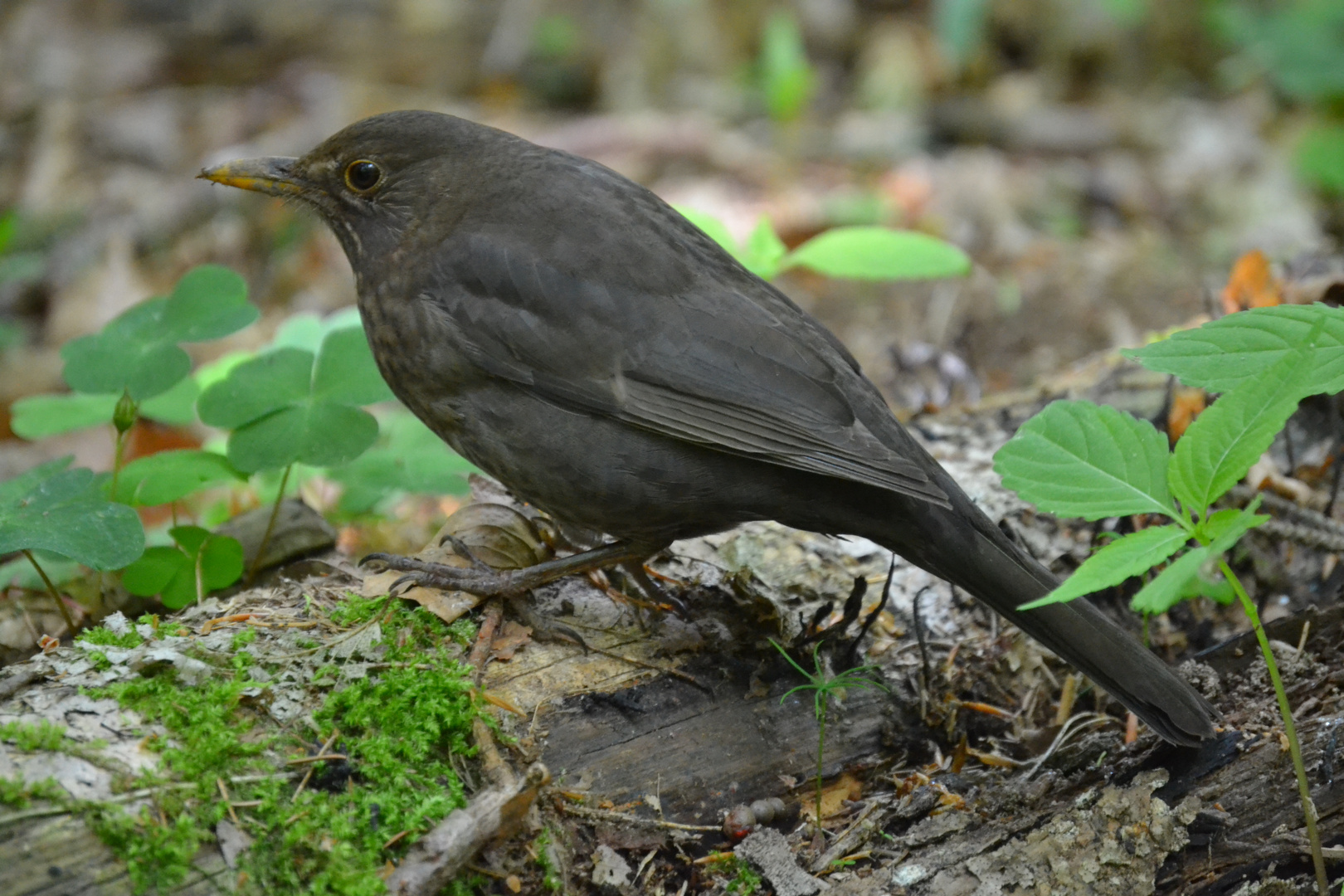 Amsel (Jungvogel)