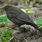 Amsel (Jungvogel)