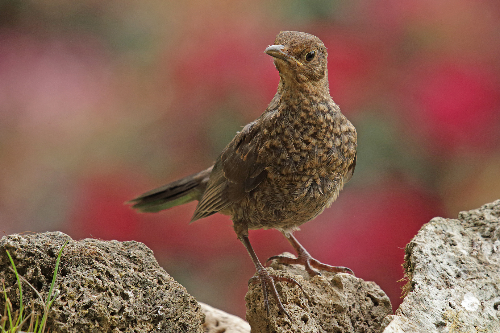 Amsel Jungvogel