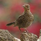 Amsel Jungvogel