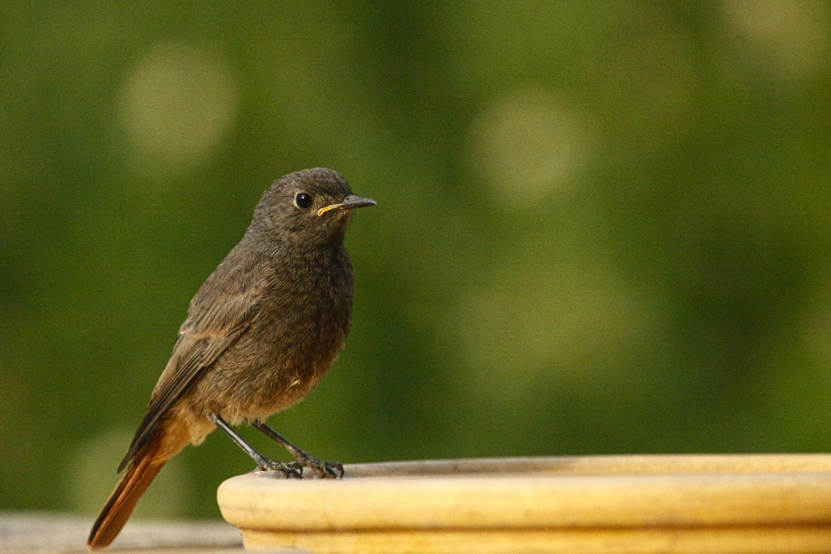 Amsel (Jungvogel)