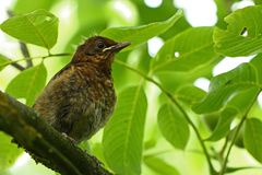 Amsel Junior