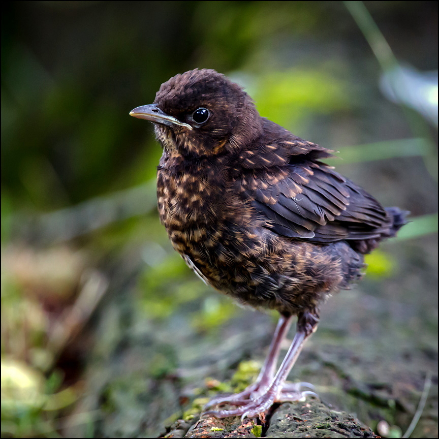 Amsel-Junior