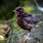 Amsel-Junior