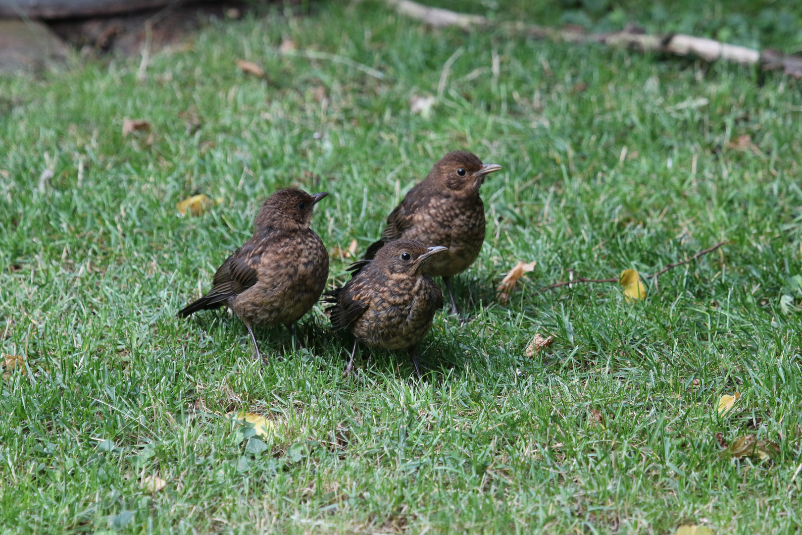 Amsel-Junkvögel