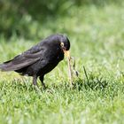 Amsel kämpft mit Regenwurm