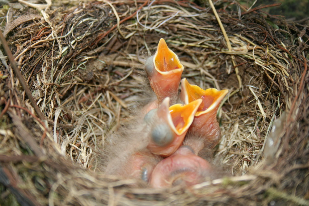 Amsel Kinder