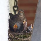 Amsel Kinderstube