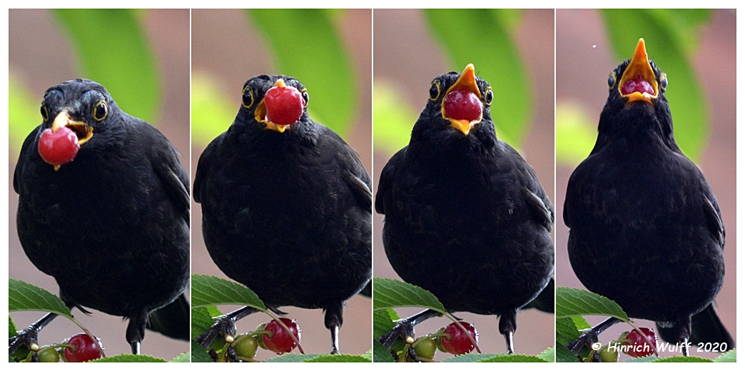 Amsel Kirsche