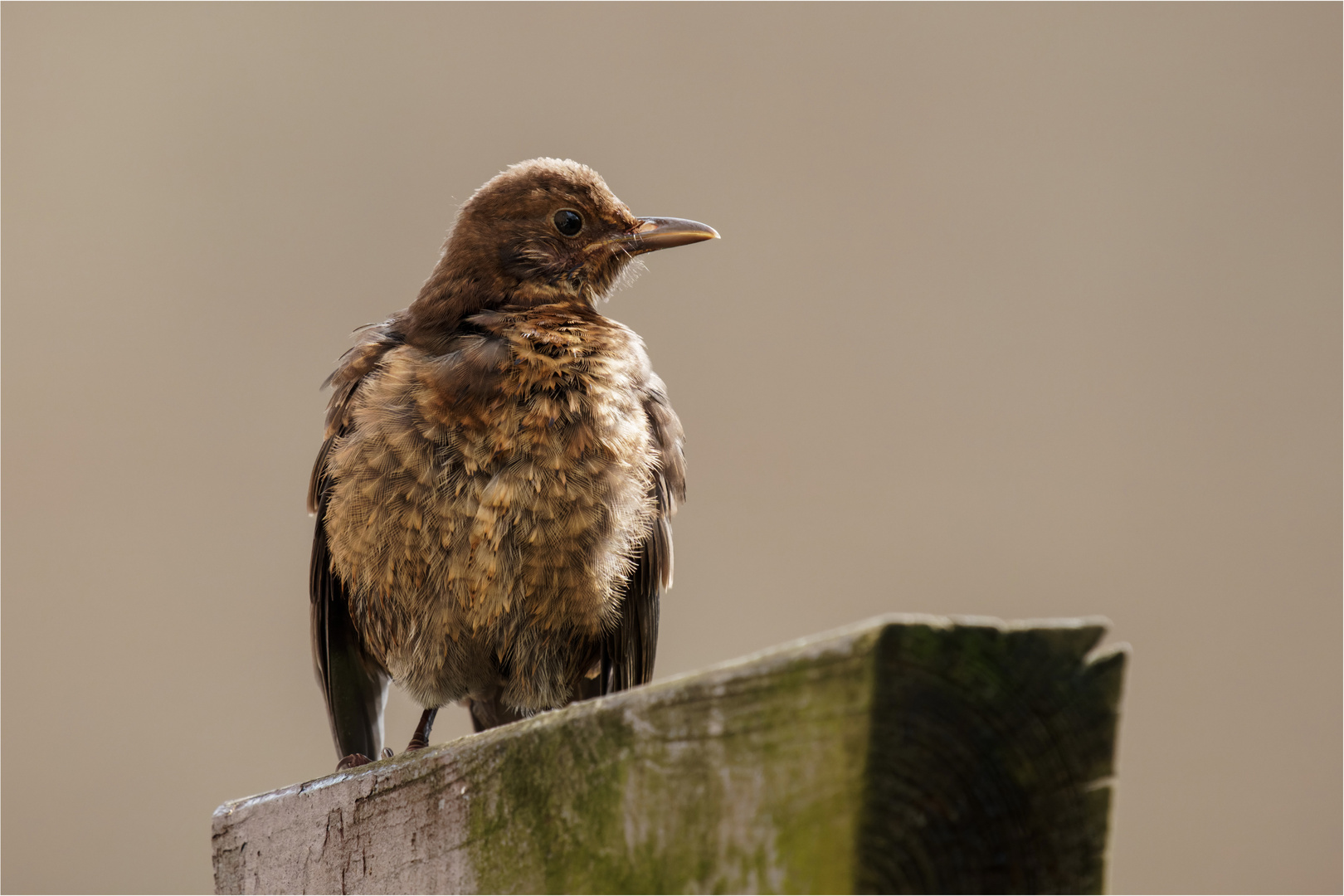 Amsel - Lady auf dem Pergola - Reiter  ......