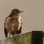 Amsel - Lady auf dem Pergola - Reiter  ......