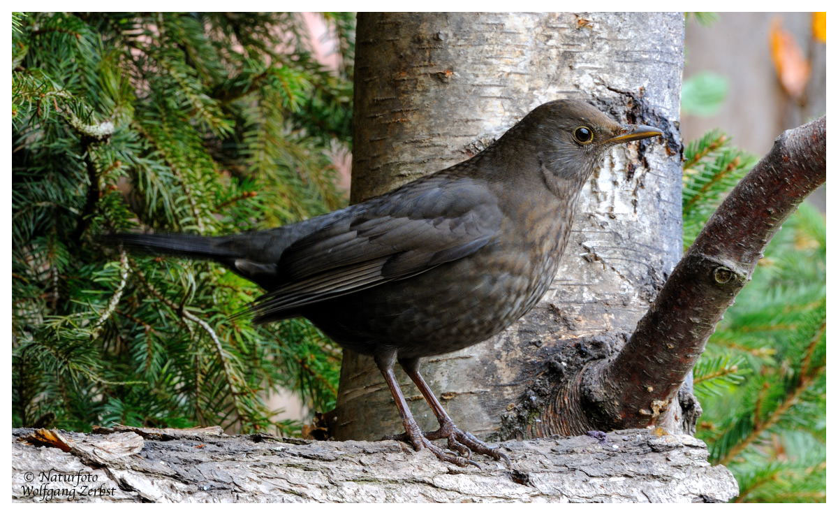 --- Amsel-Lady --- ( Turdus merula )