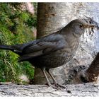 --- Amsel-Lady --- ( Turdus merula )