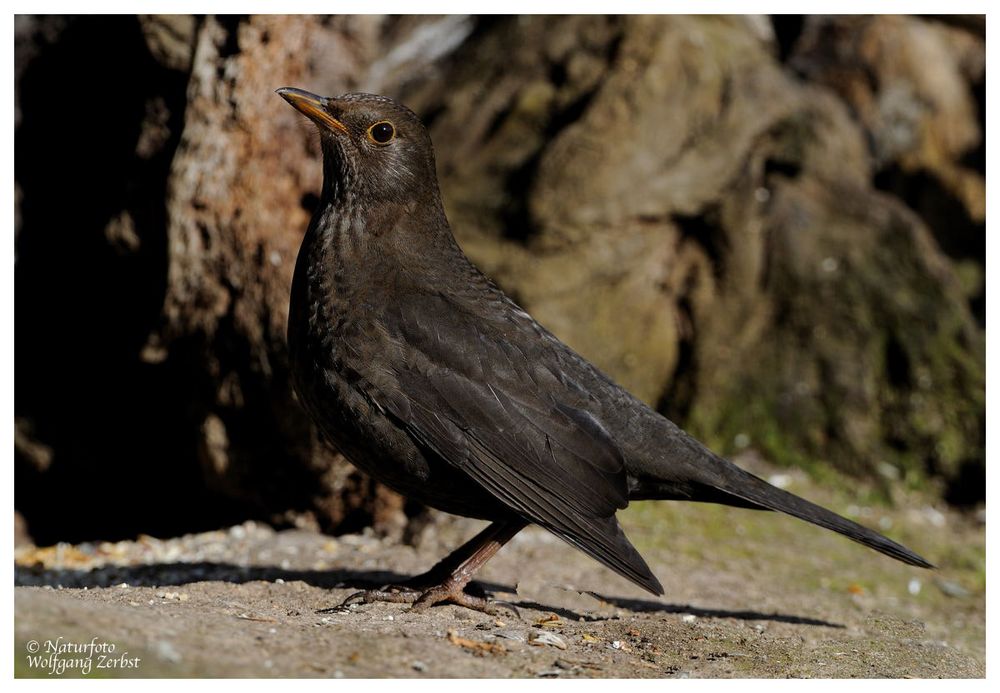 --- Amsel Lady --- ( Turdusmerula )