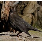 --- Amsel Lady --- ( Turdusmerula )