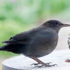 Amsel-Leibspeise