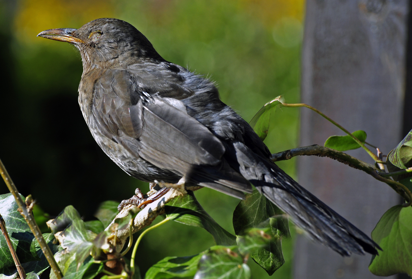 Amsel Leid