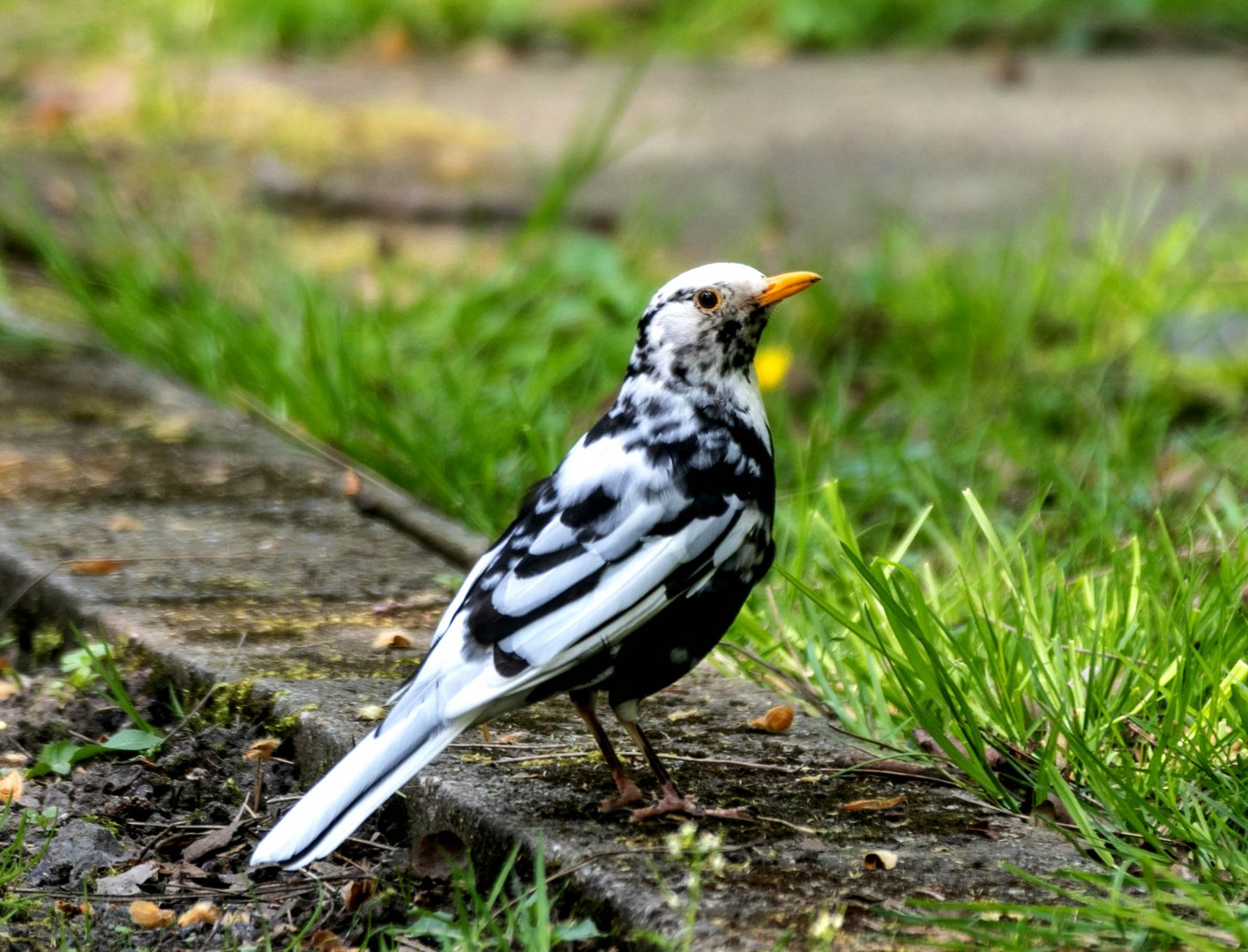 amsel-leuzi-1