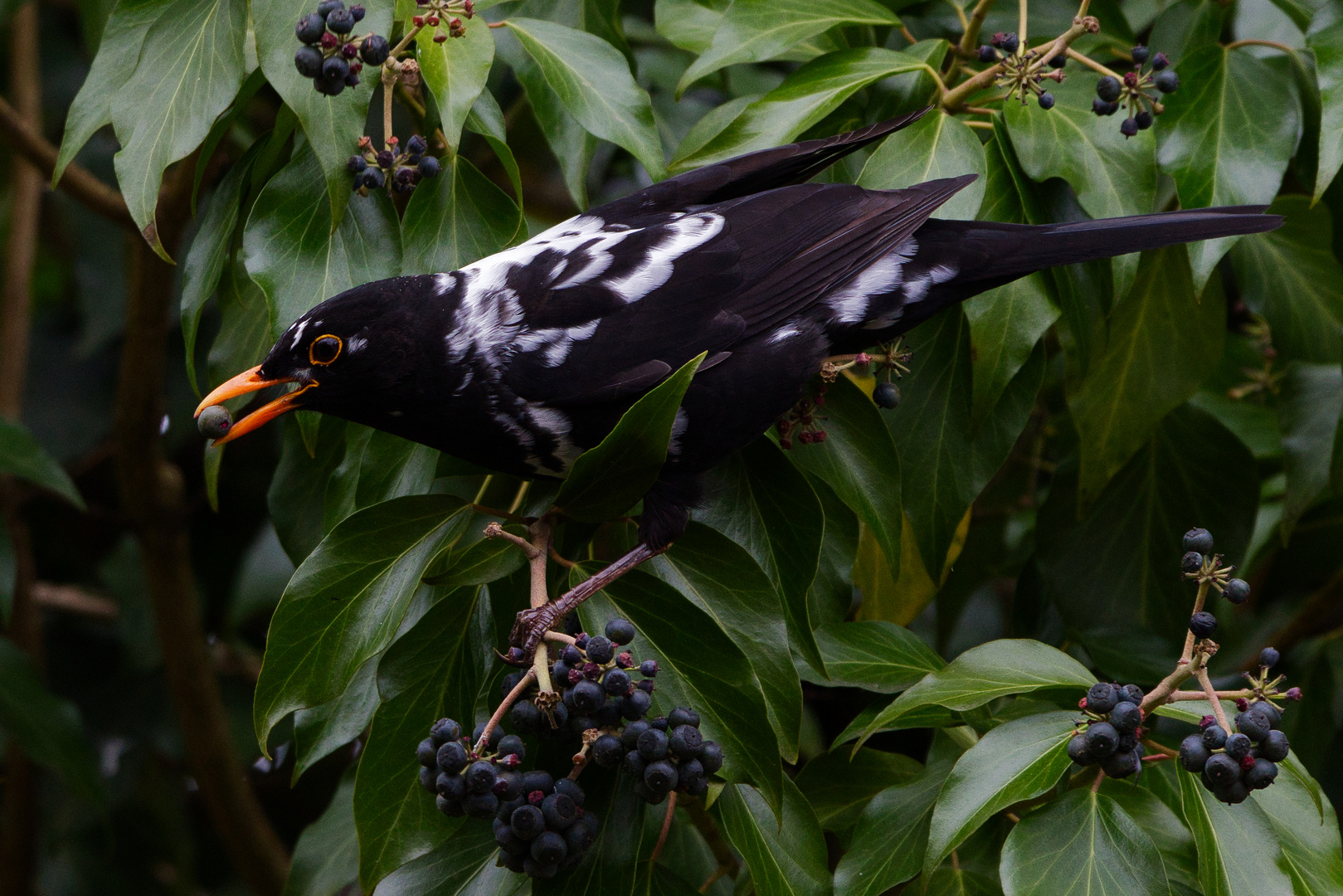 Amsel  "Leuzismus"