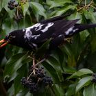 Amsel  "Leuzismus"