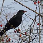 Amsel - liebe Amsel - bleib uns erhalten