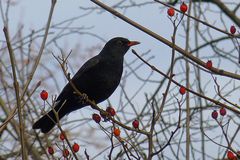 Amsel - liebe Amsel - bleib uns erhalten