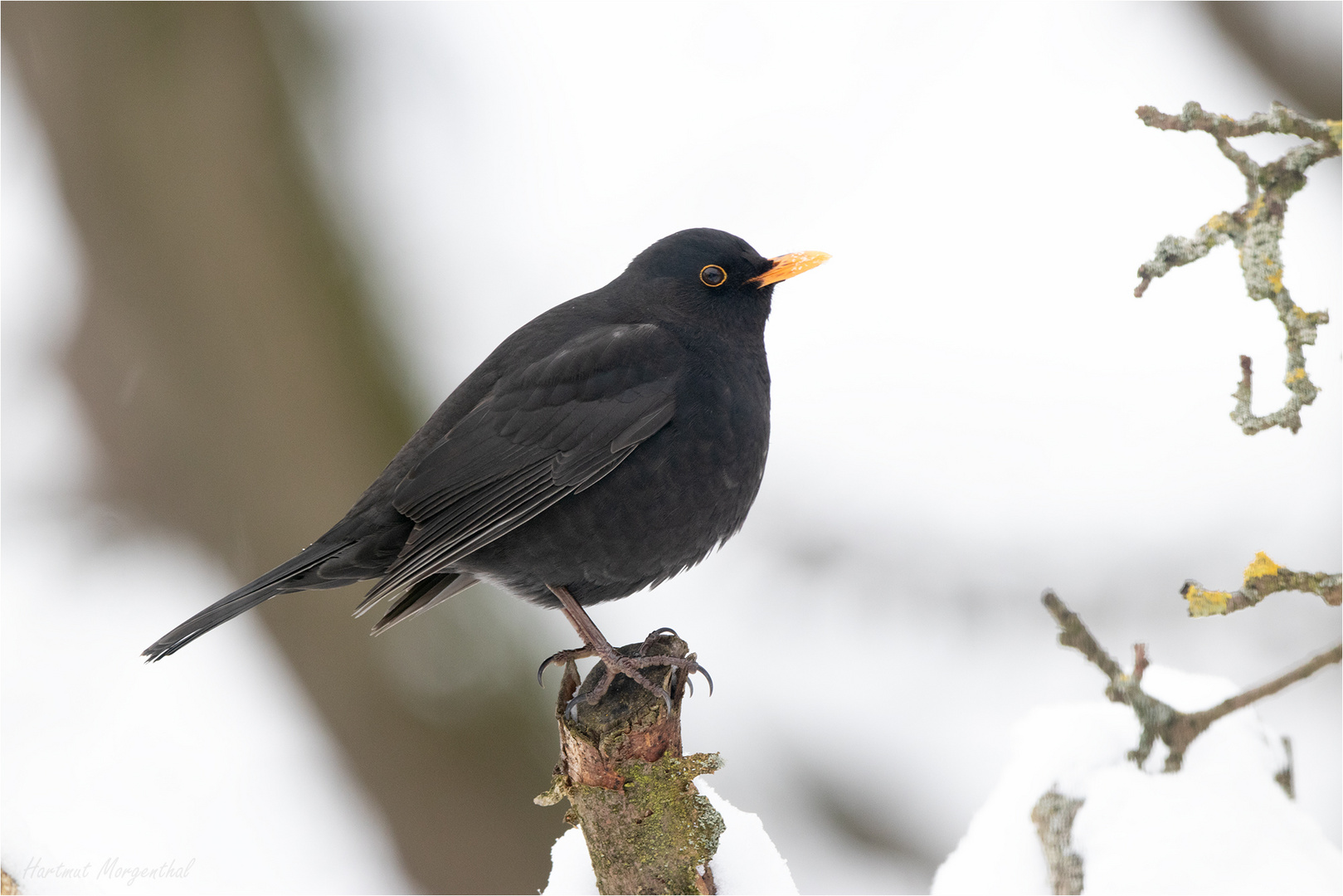 Amsel (m)