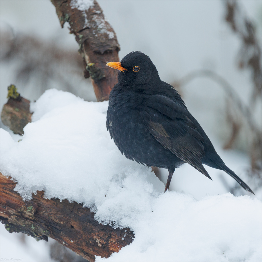 Amsel (m)