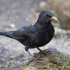 amsel m.