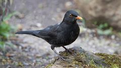 amsel m.