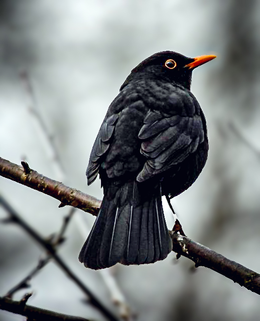 Amsel (m)