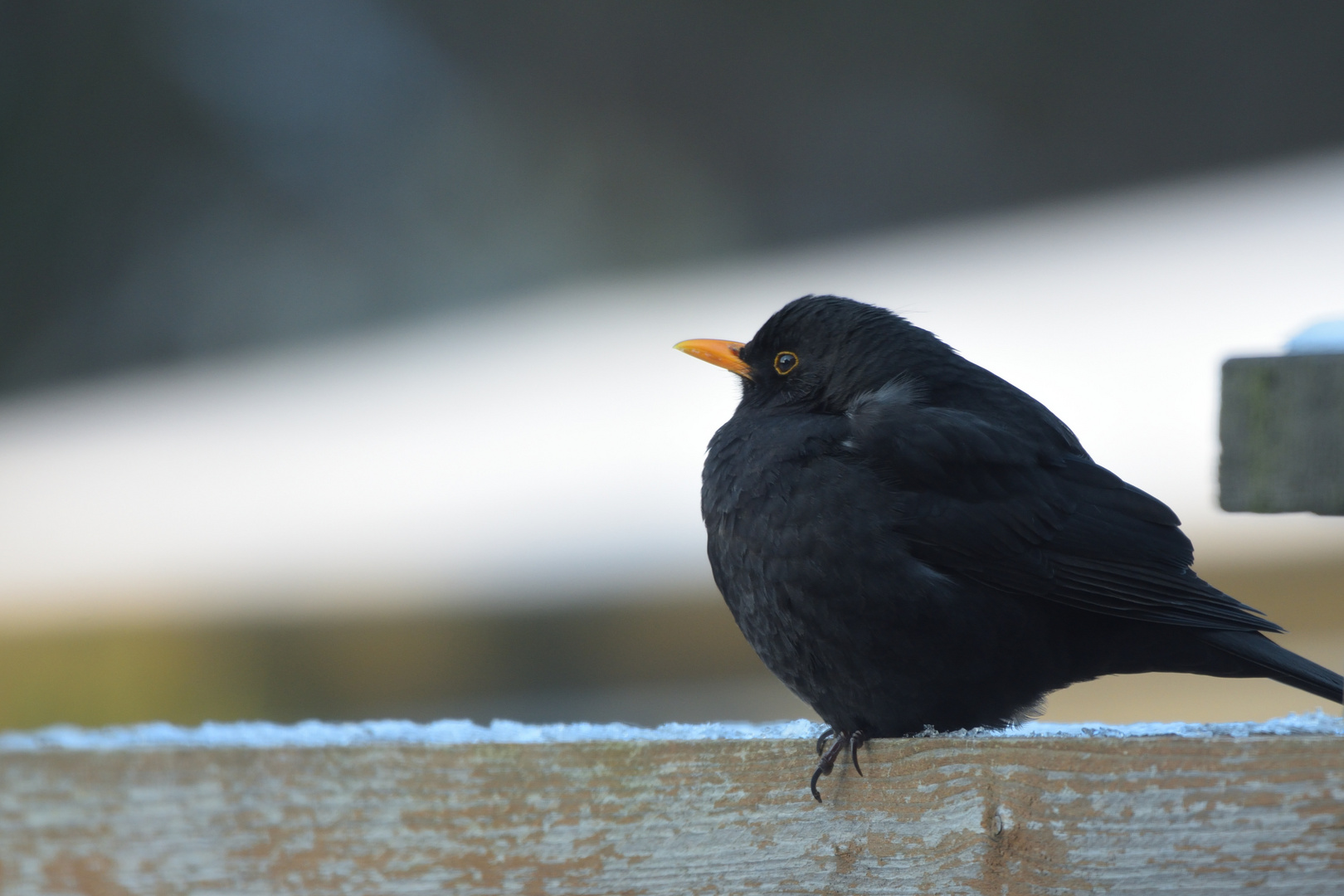 Amsel m auf Zaun