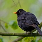 Amsel (m)