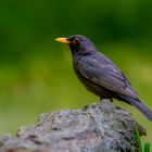 Amsel (m)