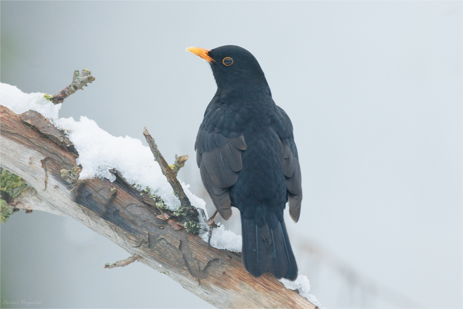 Amsel (m)