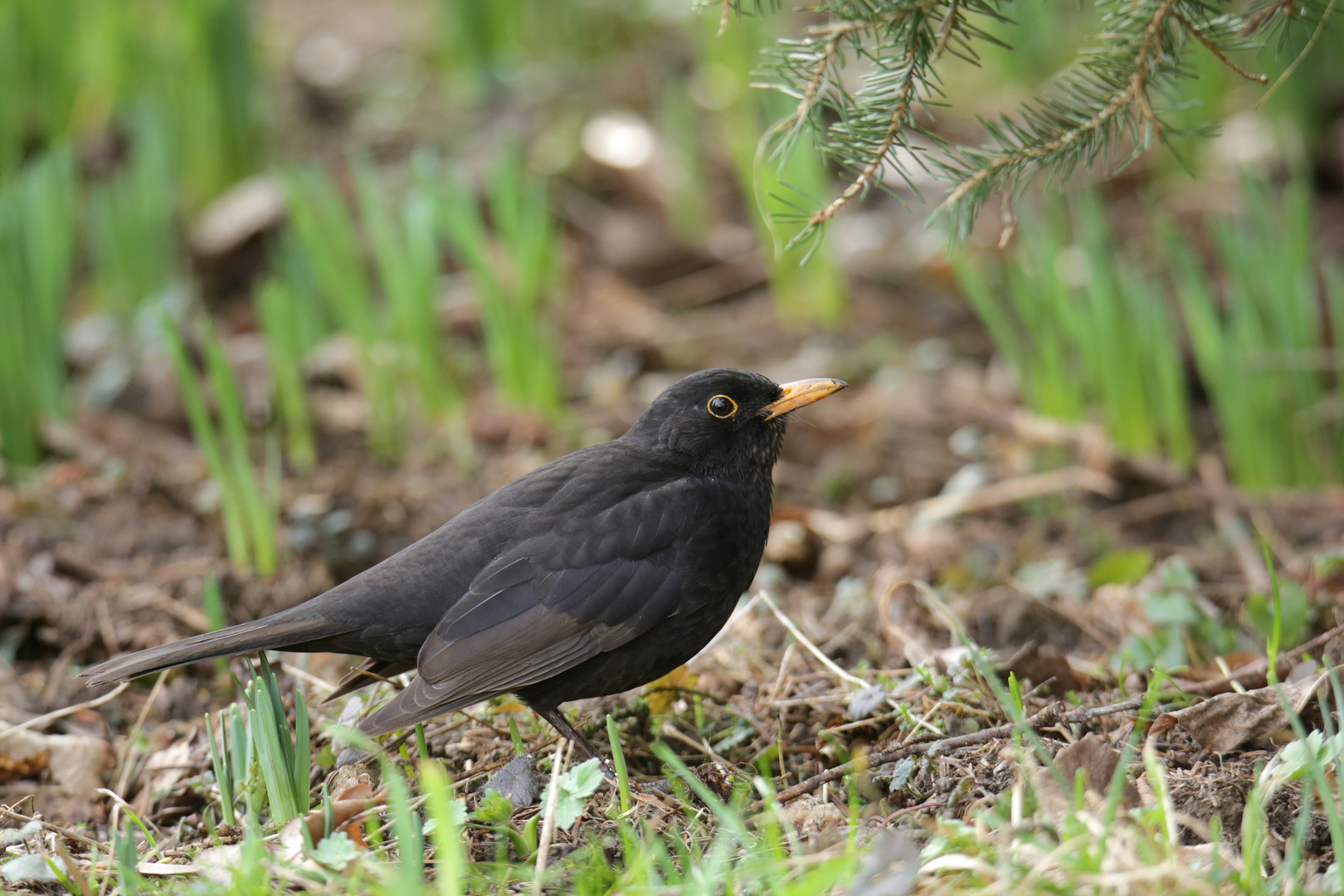 Amsel (m)